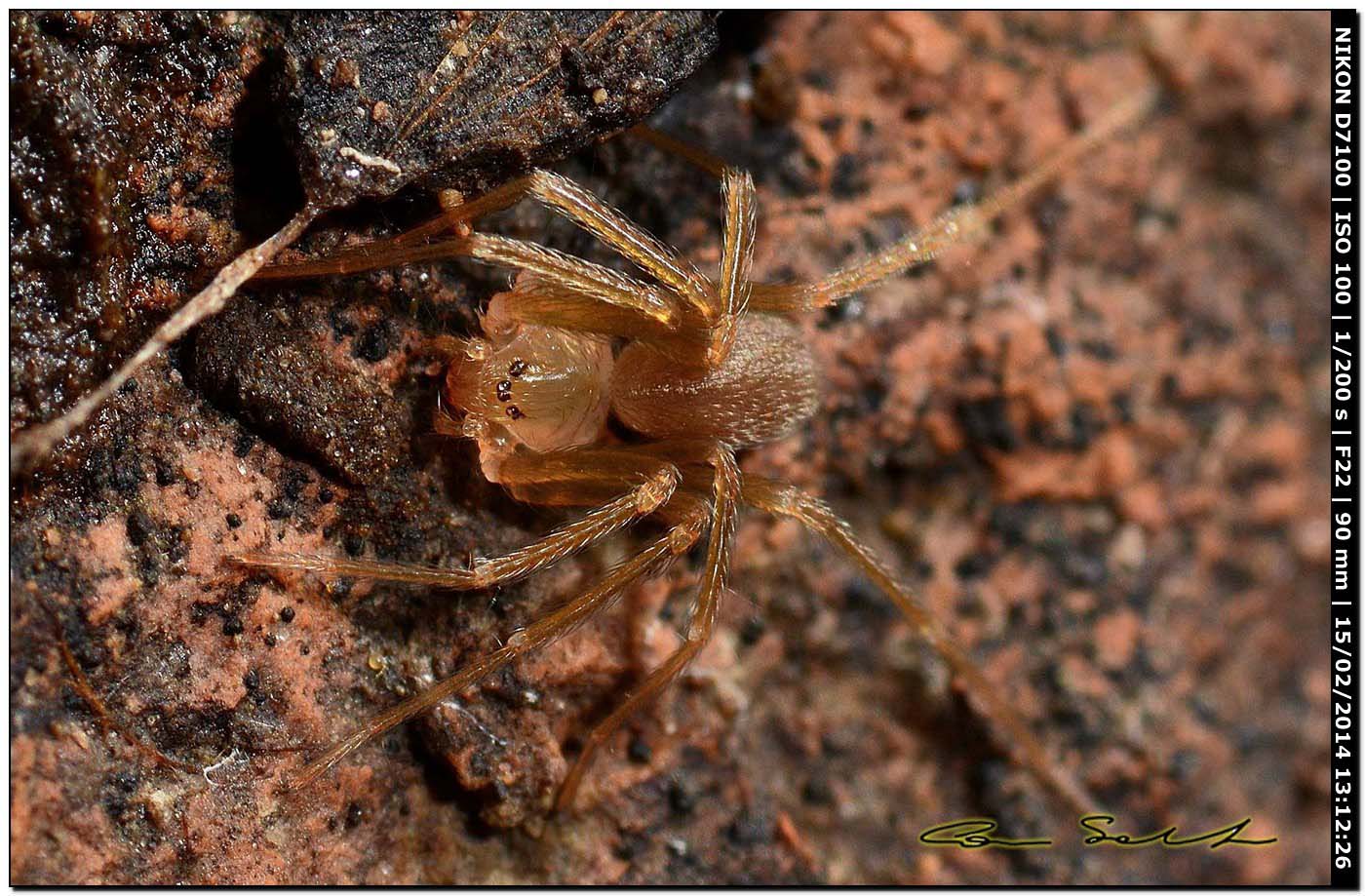 Giovane Loxosceles rufescens - Alghero (SS)